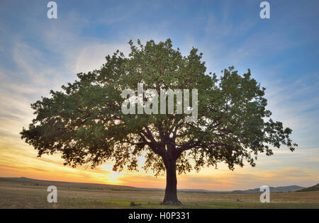 Alte Eiche bei Sonnenuntergang Stockfoto Alte Eiche bei Sonnenuntergang Stockfoto