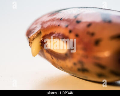 Runner Bean Samen sprießen Stockfoto