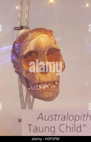 Schädel von Taung Child im Cradle of Humankind Museum in Sterkfontein Stockfoto