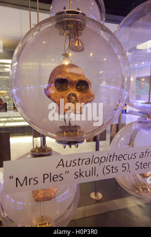 Frau Ples Schädel auf dem Display in der Wiege der Menschheit-Museum in Sterkfontein. UNESCO-Welterbe Stockfoto