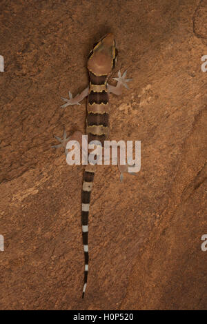 TERMITE HILL GECKO, Hemidactylus Triedrus Devrayandurga, Karnataka. Leben meist in Termite Einfassungen und daher so genannt. Stockfoto