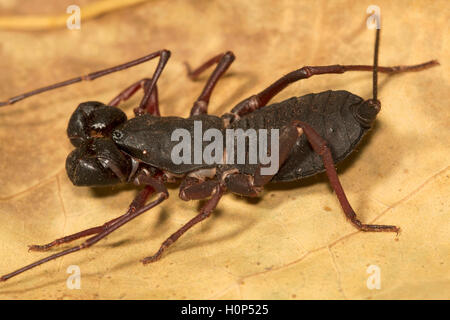 Peitsche Rute scorpion, labochirus sp kengiri, Bangalore, Karnataka. venigron genannt, da sie Spray veniger aus ihrer Schwanzspitze Stockfoto