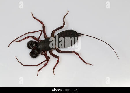 Peitsche Rute scorpion, labochirus sp kengiri, Bangalore, Karnataka. venigron genannt, da sie Spray veniger aus ihrer Schwanzspitze Stockfoto