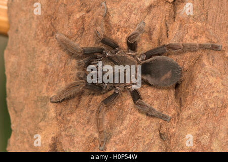 Tarantula, haploclastus cervinus Kodaikanal, Tamil Nadu. Eine endemische Tarantula auf die palni Hills im Jahre 1892 beschrieben. Stockfoto