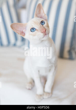 Große Ohr cat Stockfoto