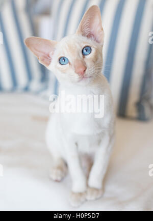 Big Ear Katze Stockfoto