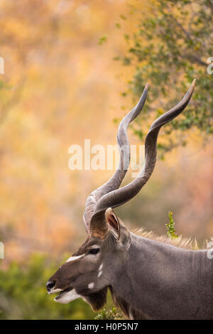 Porträt eines mehr Bullen Kudu (Tragelaphus Strepsiceros) Stockfoto