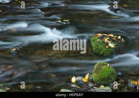 Moosige Felsen am Bachbett in North Carolina Great Smoky Mountains. Stockfoto