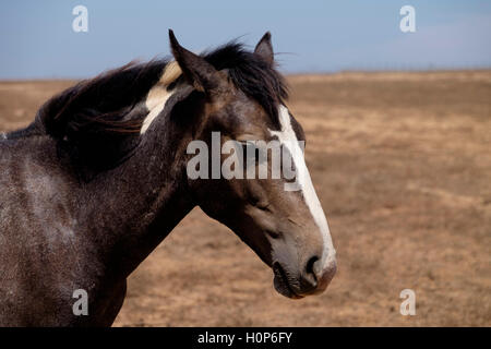 Braune Pferd auf einem Feld Stockfoto