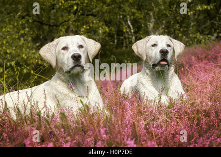 zwei niedliche Labrador Hundewelpen auf Wiese mit lila Blüten Stockfoto