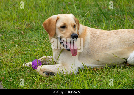 Gelber Labrador Golden Retriever mix Hund liegend auf dem Rasen mit seinem Spielzeug-ball Stockfoto