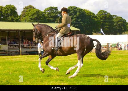 Mann reitet ein Pferd Springreiten. Bellingham zeigen und Country-Festival, Bellingham, Northumberland, England, Vereinigtes Königreich. Stockfoto