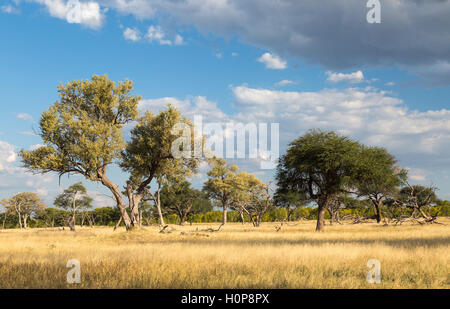 Offener Mischwald mit einem Leadwood Baum (Combretum Imberbe) und Camelthorn (Acacia Erioloba) Bäume Stockfoto