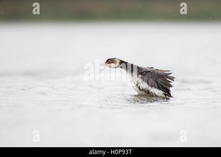 Ohrentaucher (Podiceps Auritus) oder slawonische grebe Stockfoto