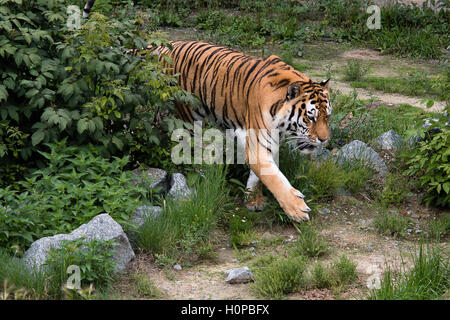 ein großer Tiger ruhig zu Fuß auf der Spur Stockfoto