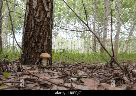 Boletus Pilz wächst in der Nähe der großen Birke Stockfoto