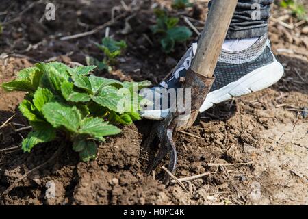 Graben-Frühling-Boden mit Heugabel Stockfoto