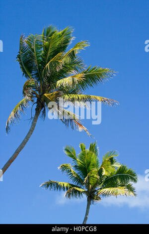 FOA-Insel. Haapai-Inseln, Tonga. Polynesien Stockfoto