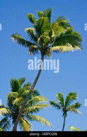 FOA-Insel. Haapai-Inseln, Tonga. Polynesien Stockfoto