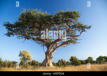 Niedrigen Winkel Ansicht eines Baumes Camelthorn (Acacia Erioloba) mit einer Termite Hügel, es ist die Basis Stockfoto