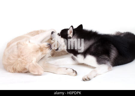 Siberian Husky Hund und labrador Stockfoto