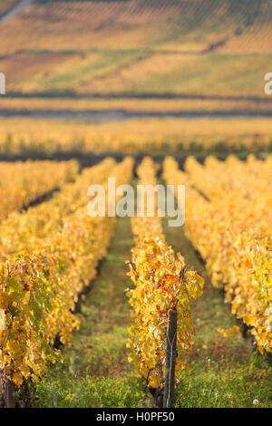 Weinberge im Herbst, Côte de Beaune, Burgund, Frankreich Stockfoto