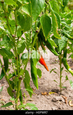 Helle farbige Pfeffer Pflanzen - heiß kalt Paprika in soft-Fokus. Nahaufnahme von den Red hot Chili Peppers auf einem Ast. Stockfoto