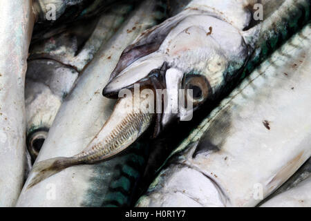 Frischen Fisch am Hafen von Cambrils, Tarragona, Katalonien, Spanien Stockfoto