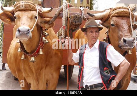 Ein lokaler Landwirt in regionaler Tracht in La Orotava, Teneriffa zwischen zwei Ochsen ziehen einen Wagen in einem "Romeria" oder Country festival Stockfoto