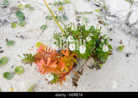 Wildblumen (Stackhousia sp.) Die wachsende am Strand, New South Wales, NSW, Australien Stockfoto