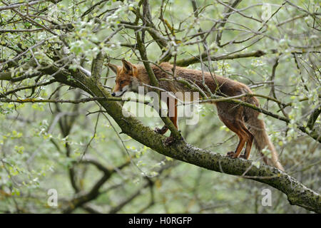 Rotfuchs / Rotfuchs (Vulpes Vulpes) auf einen Baum klettern, außergewöhnliche Verhalten, perfekt angepasst. Stockfoto