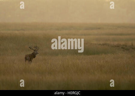 Rothirsch / Rothirsch ( Cervus elaphus ) starker Hirsch, steht im weiten offenen Grasland, Steppe, auf der Ferne, in atmosphärischer Hinterleuchtung, Europa. Stockfoto