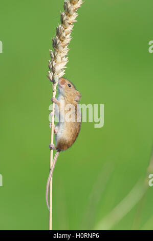 Ernte Maus (Micromys Minutus) klettern Weizen Stammzellen Stockfoto