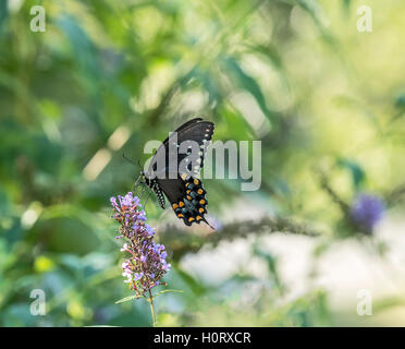 Östliche Tiger Schwalbenschwanz Papilio Glaucus ist eine Art von Schwalbenschwanz Schmetterling in östlichen Nordamerika beheimatet Stockfoto