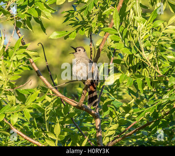 graues Catbird, Dumetella Carolinensis, auch buchstabiert graue Catbird ist ein mittlerer Größe nordamerikanischen Vogel Stockfoto