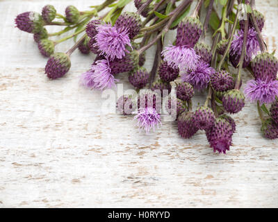 Kanada Distel Unkraut Blumen und Knospen auf dem weißen Hintergrund rustikal Stockfoto