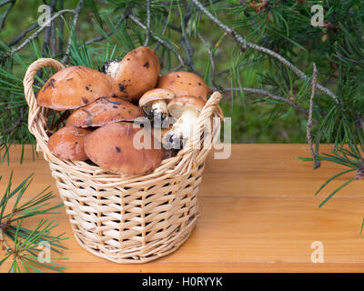 Rutschige Buchsen Pilze in den Korb unter Kiefer auf den Planken-Hintergrund Stockfoto