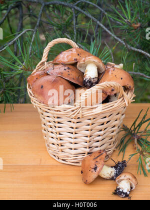 Pilze in den Korb unter Kiefer auf den Planken-Hintergrund Stockfoto