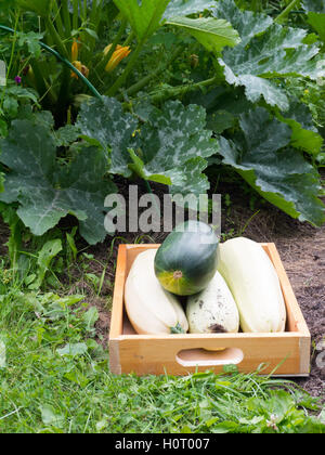 Kürbisse in der Holzkiste unter die Squash-Anlage in Blüte Stockfoto