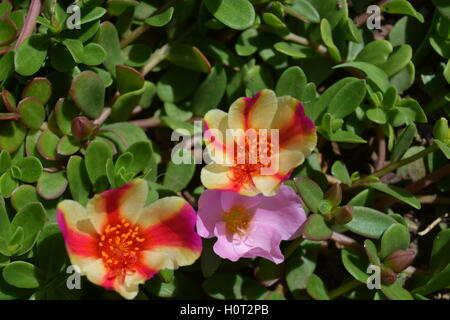 PORTULACA Oleracea, darunter rosa und Candy Stripe Blumen. Auch bekannt als Portulak, Moosrose und Zeit Blume Stockfoto