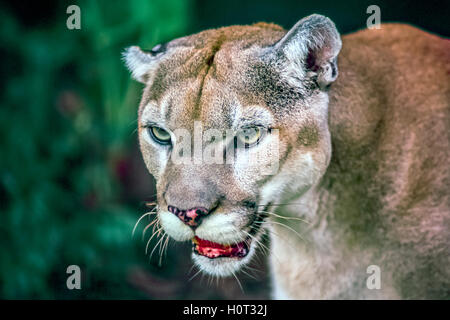 Puma, Puma Concolor, auch bekannt als der Puma, Puma, Panther oder catamount Stockfoto