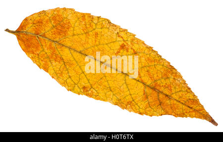 gelb und orange im Herbst Blatt der Esche (Fraxinus) isoliert auf weißem Hintergrund Stockfoto