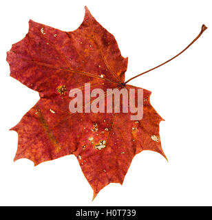 rot braun Herbst Blatt von Ahorn (Acer Platanoides, Spitzahorn) isoliert auf weißem Hintergrund Stockfoto