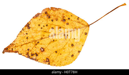 gelbe Herbst Blatt der Pappel (Populus Nigra, Schwarz-Pappel) isoliert auf weißem Hintergrund Stockfoto