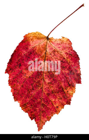 roter Herbst Blatt von Ash – blättrige Ahorn (Acer Negundo, Box elder, Boxelder Ahornholz, Asche – blättrige Ahorn, Ahorn, Esche) isoliert am Pfingstmontag Stockfoto