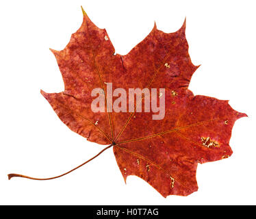 rot braun gefallenen Blätter von Ahorn (Acer Platanoides, Spitzahorn) isoliert auf weißem Hintergrund Stockfoto