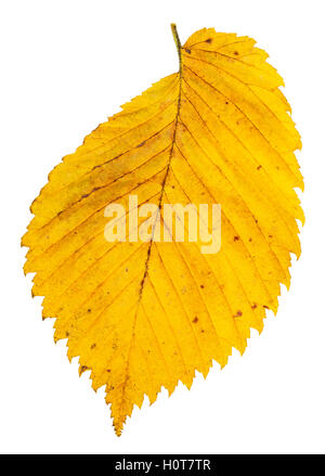 gelbe Herbst Blatt der Ulme isoliert auf weißem Hintergrund Stockfoto