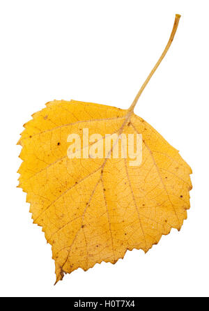 gelbe Herbst Blatt der Birke isoliert auf weißem Hintergrund Stockfoto