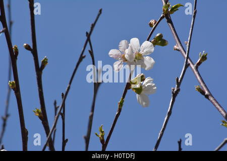 Kirschblüten im Sonnenlicht Stockfoto