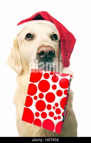 Golden Retriever Hund mit Weihnachtsmütze bringen eine Geschenk Tasche in den Mund Stockfoto
